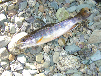 Wild brook trout